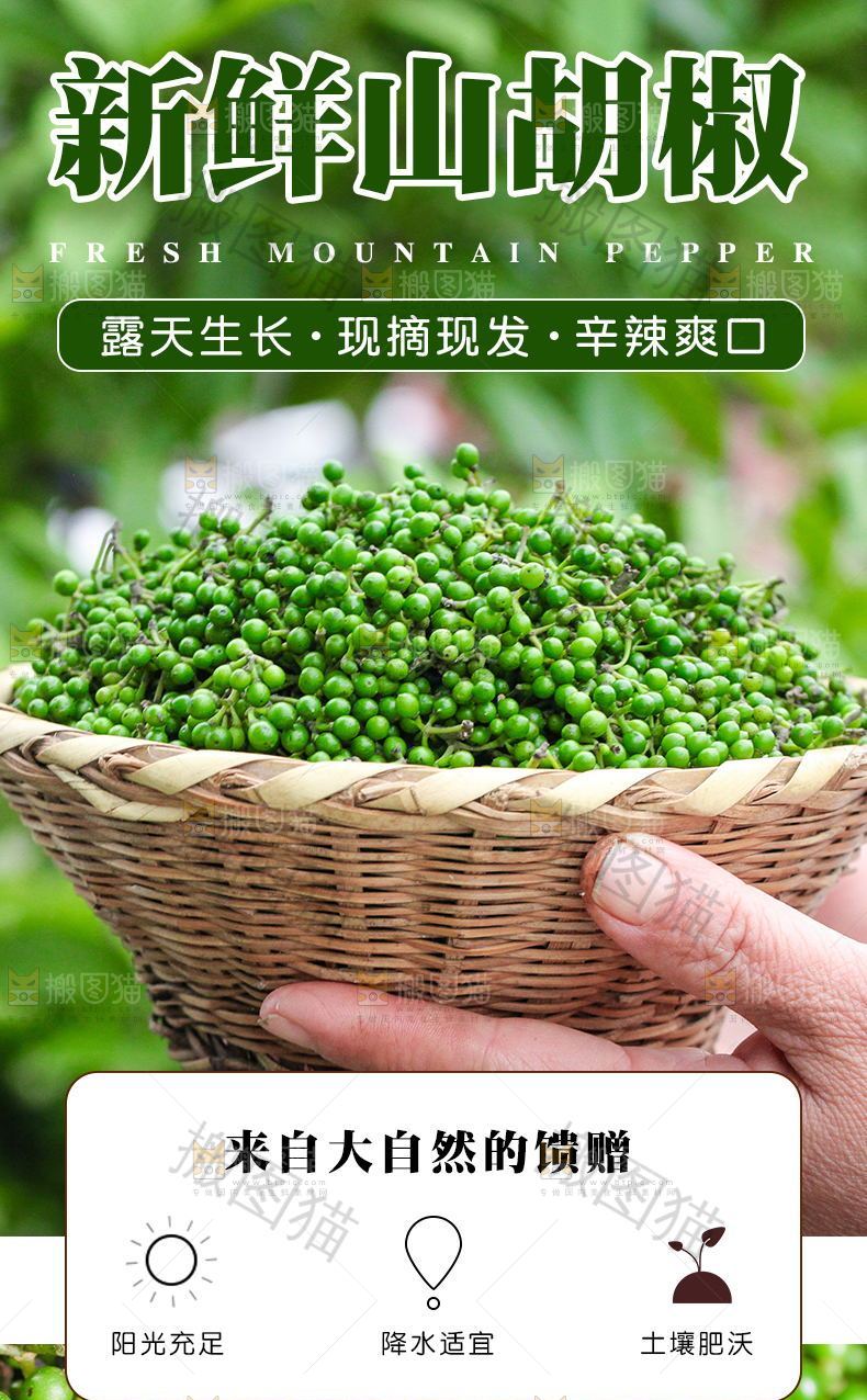 新鲜山胡椒详情