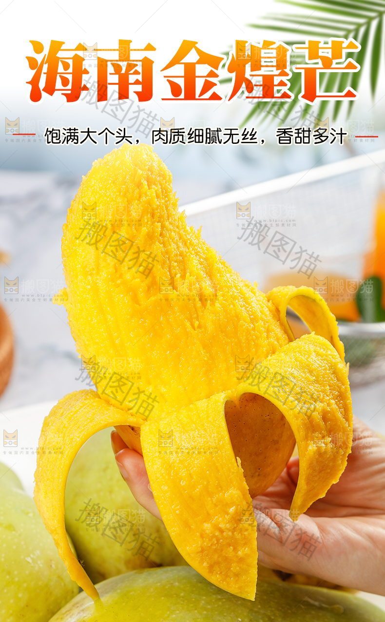 海南金煌芒详情
