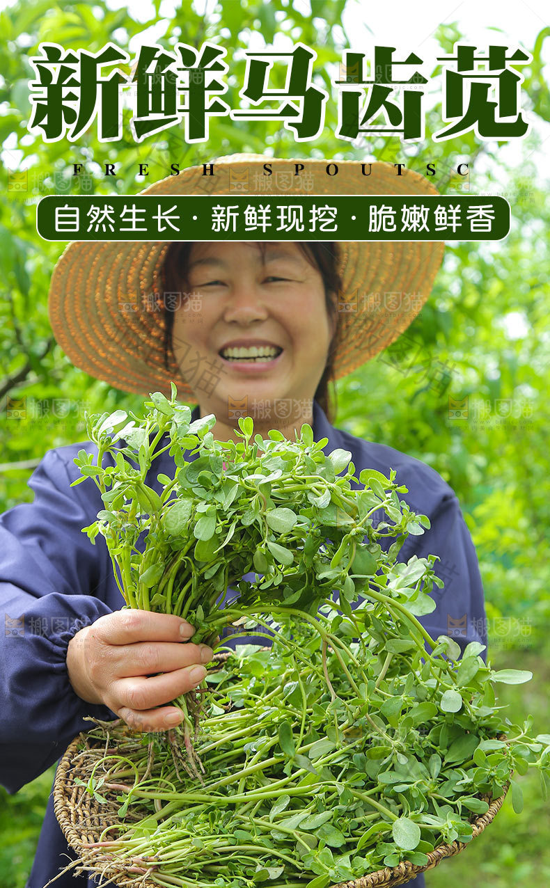 新鲜马齿苋详情