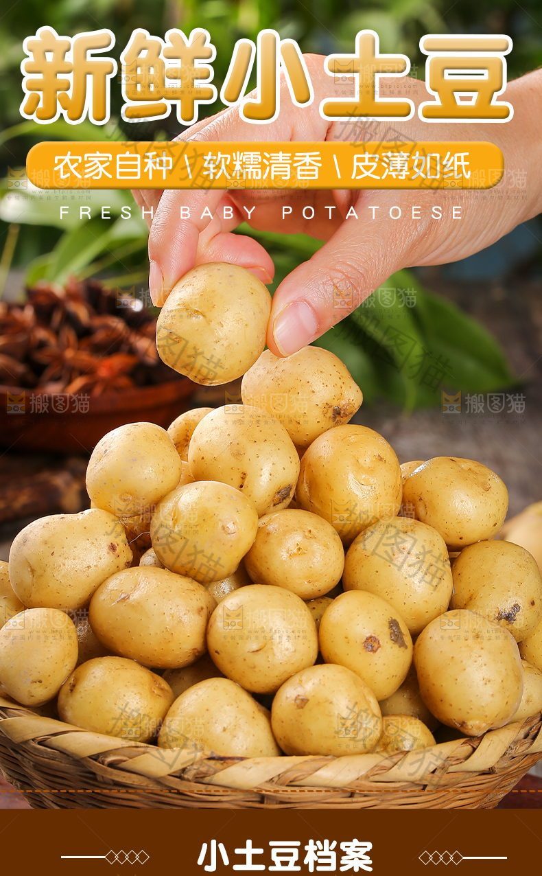 新鲜小土豆详情