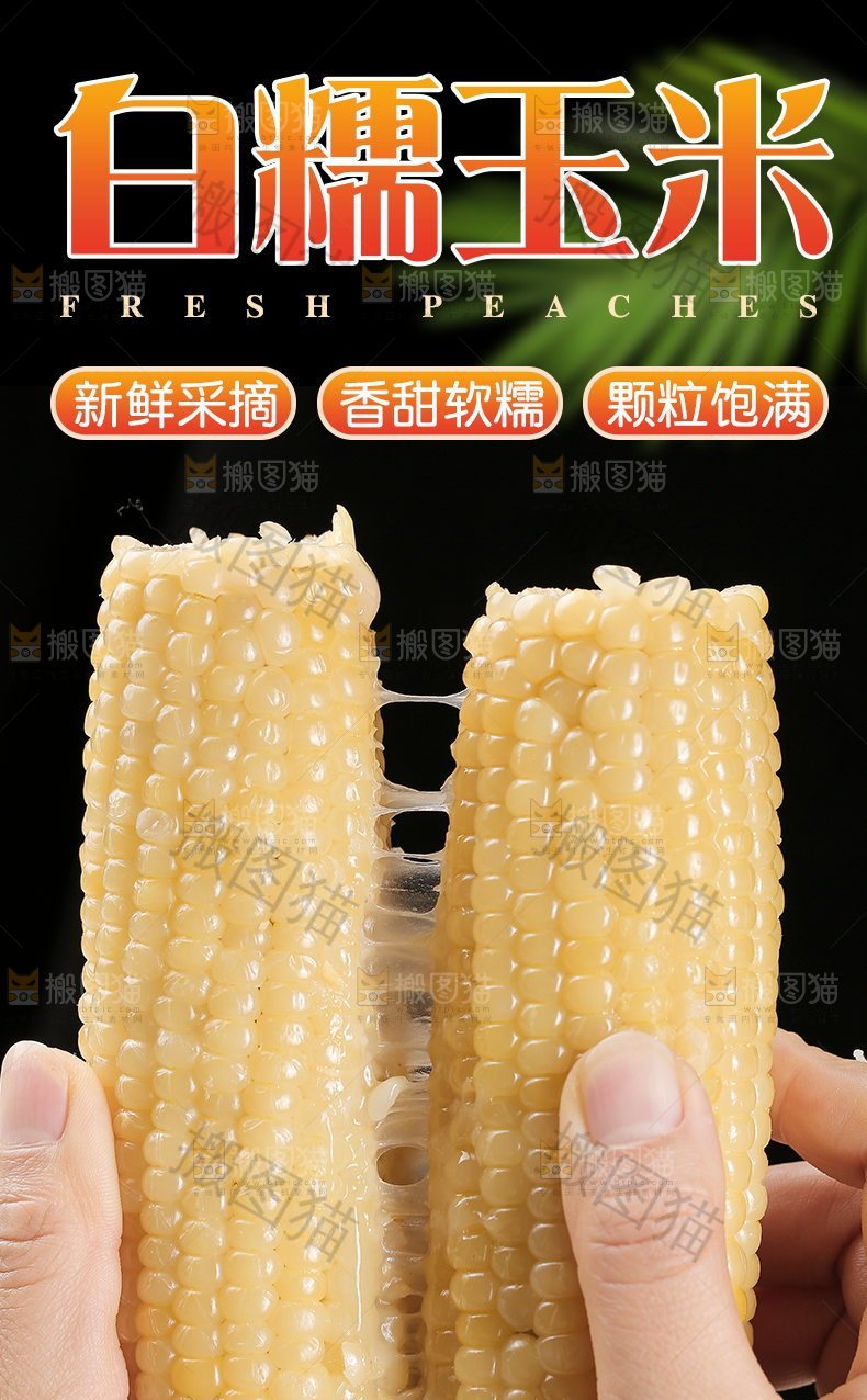 白糯玉米详情