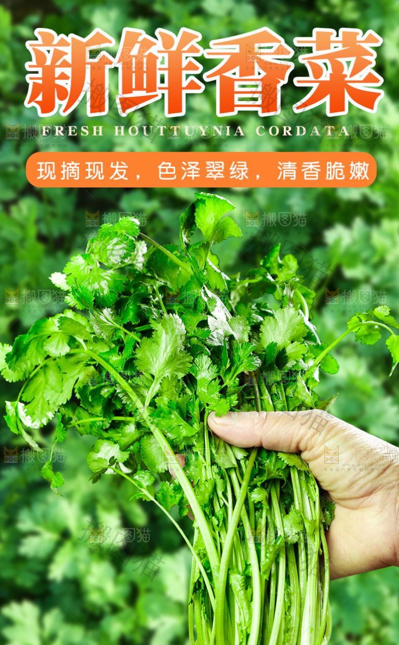 新鲜香菜详情