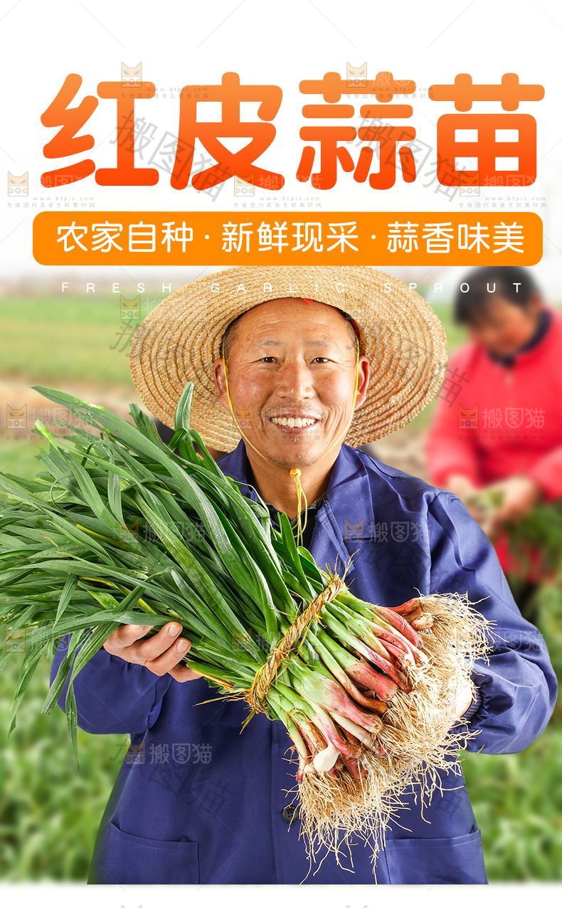 红皮蒜苗详情页
