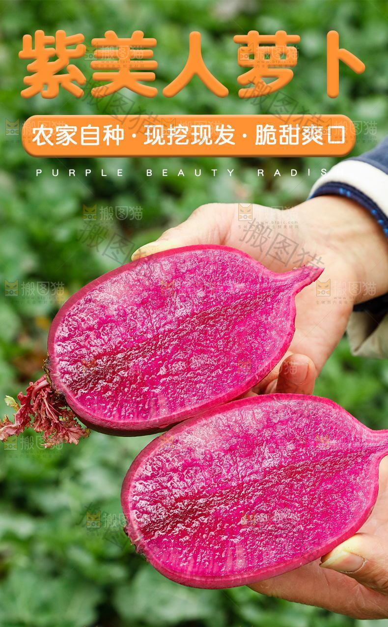 紫美人萝卜详情