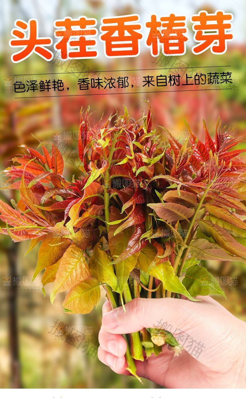 头茬香椿芽详情页设计