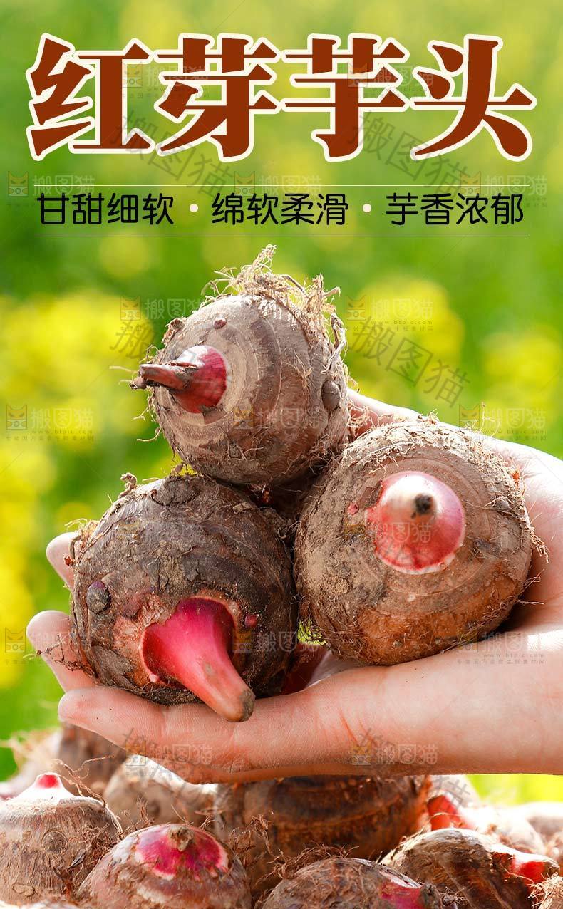 红芽芋头详情