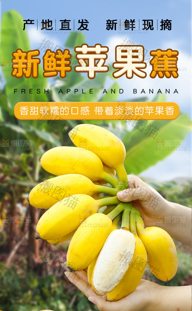 新鲜苹果蕉详情