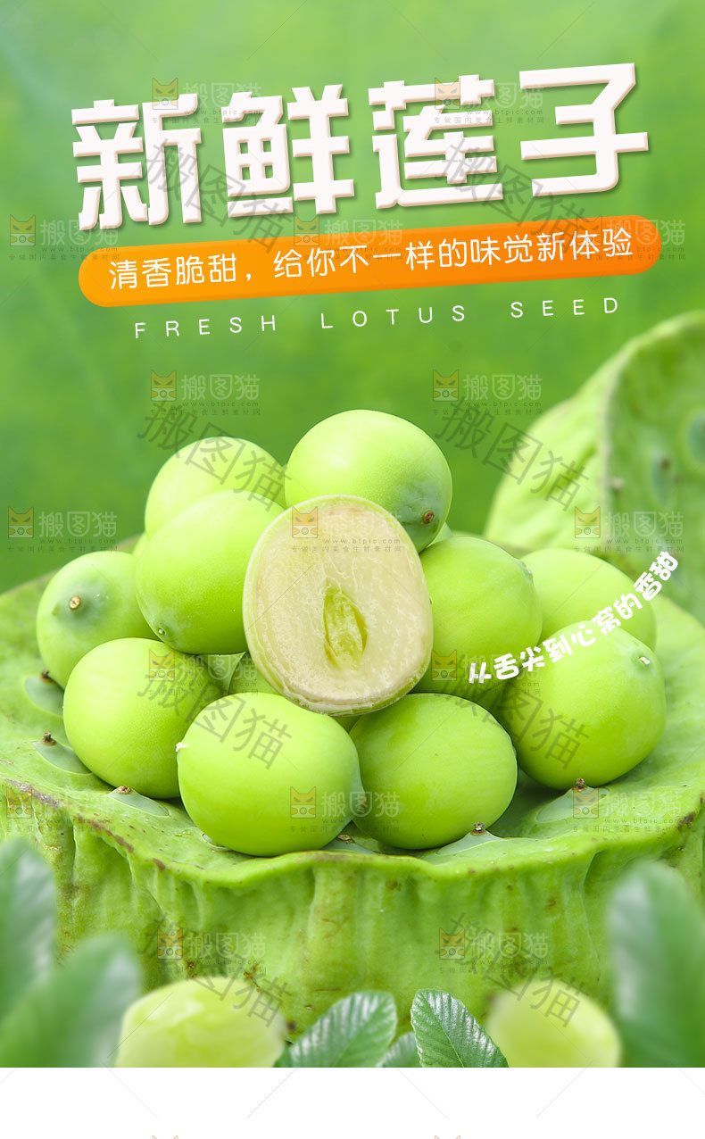 新鲜莲子