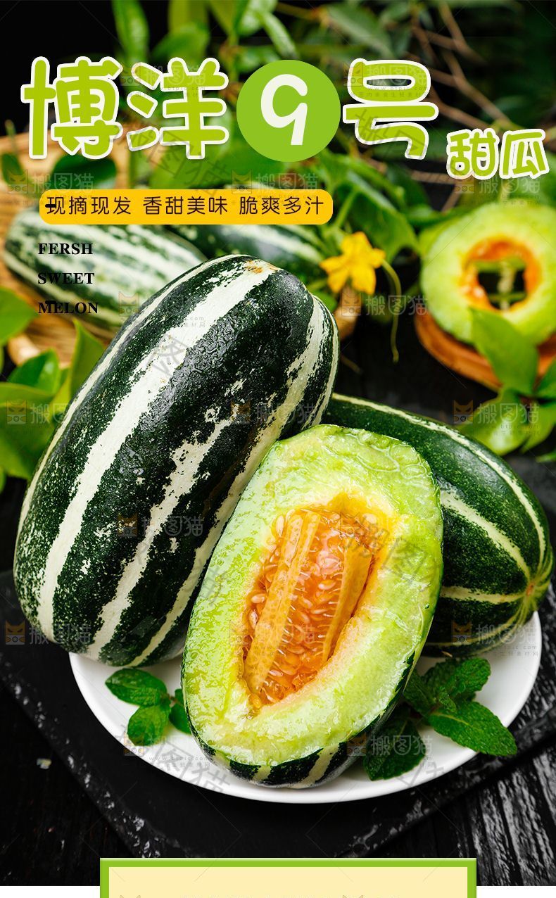 博洋9号甜瓜详情