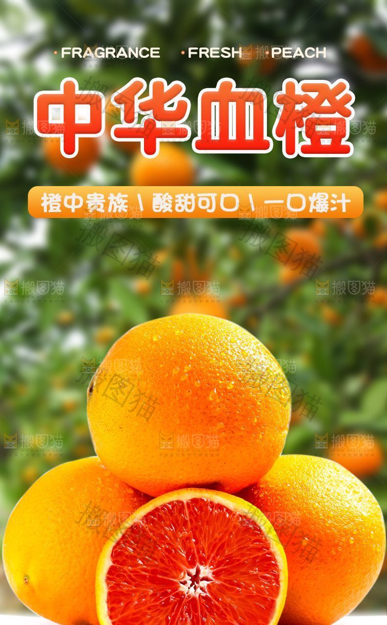 中华血橙详情