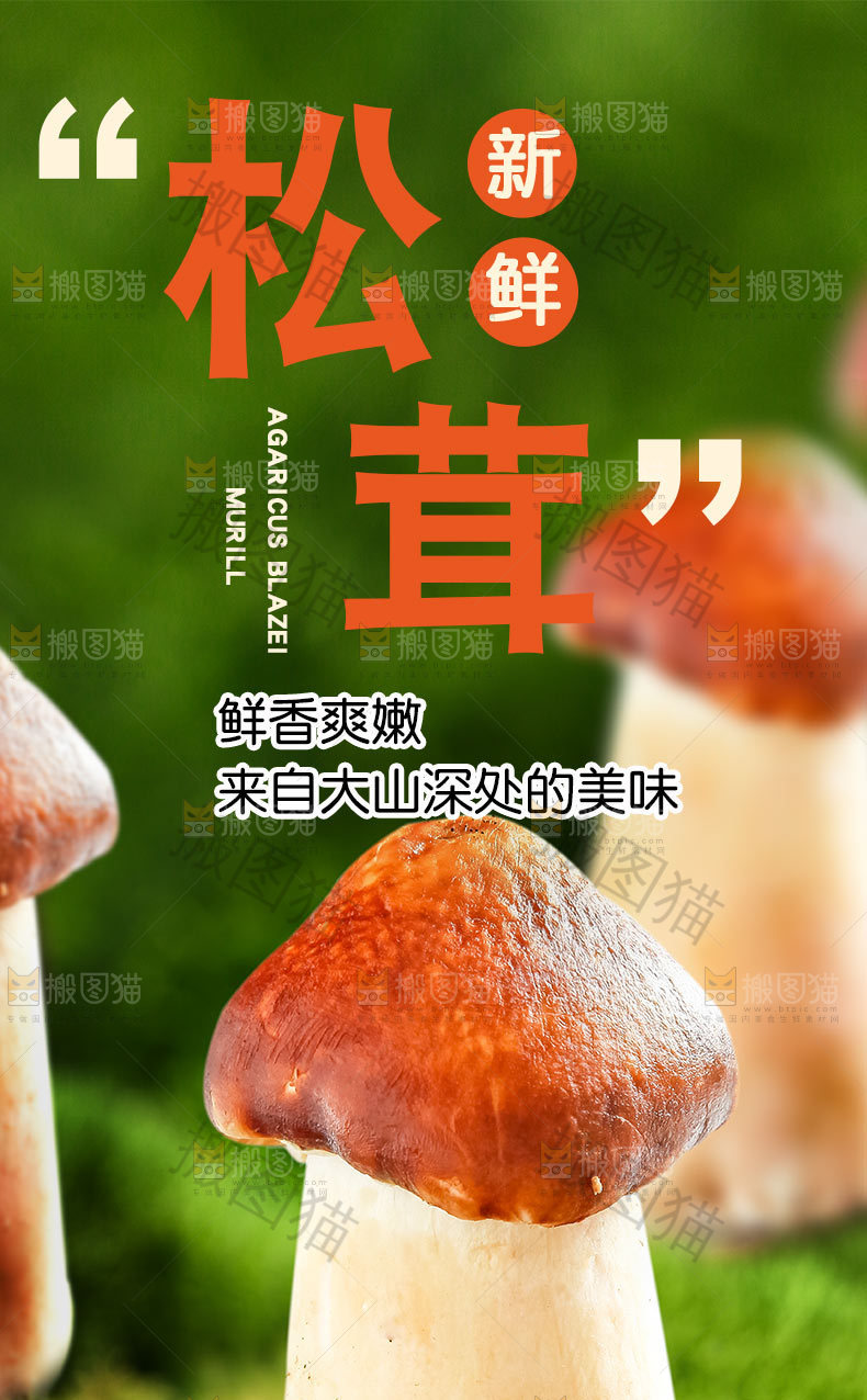 新鲜松茸详情