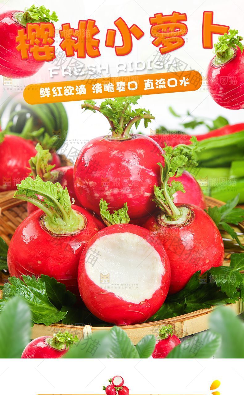 樱桃小萝卜详情