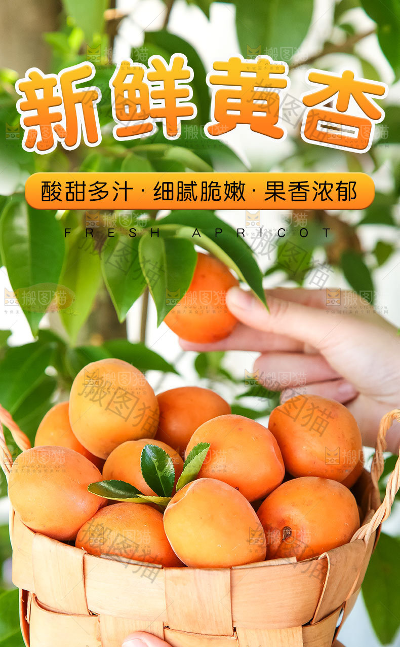 新鲜黄杏详情