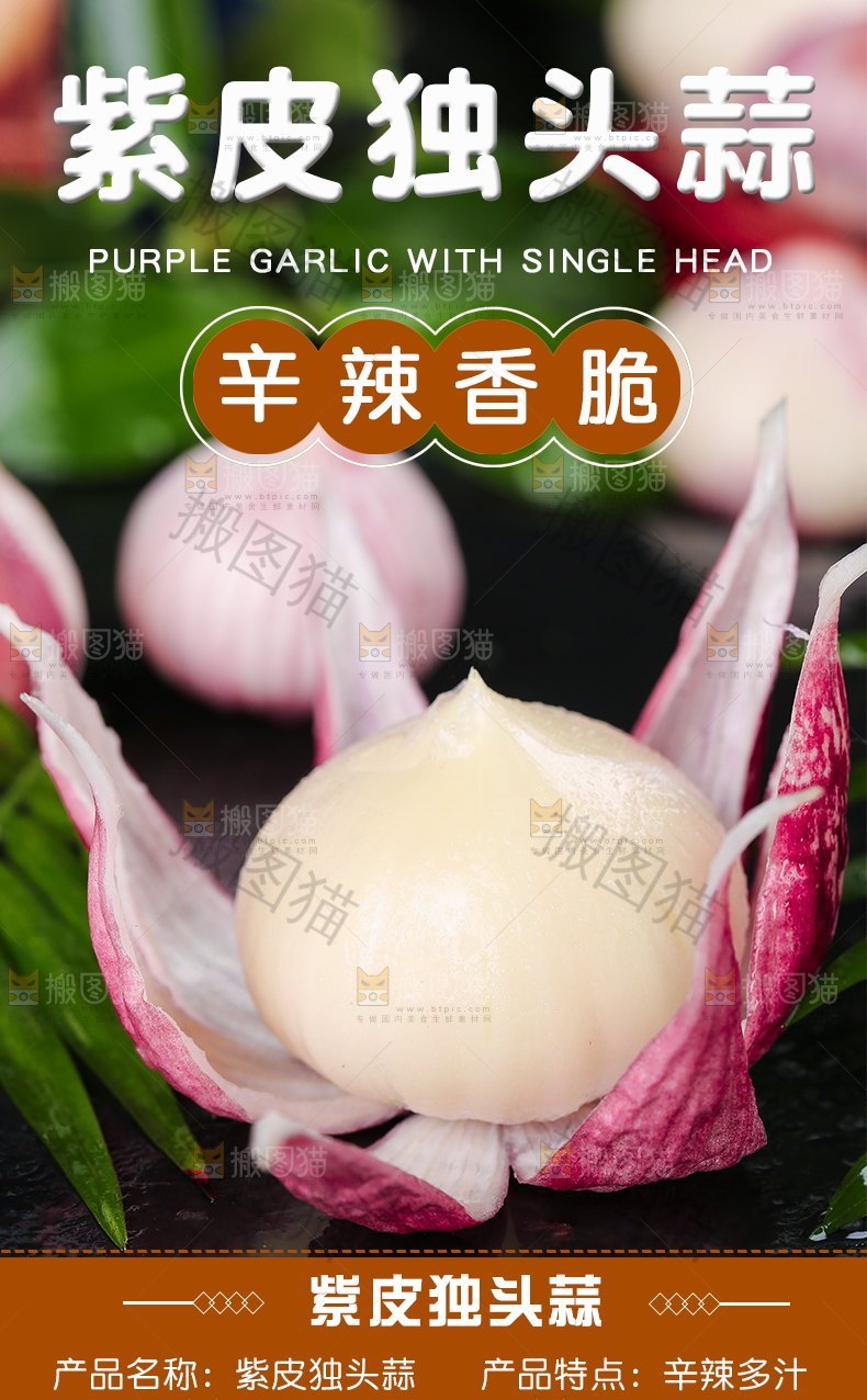 紫皮独头蒜详情