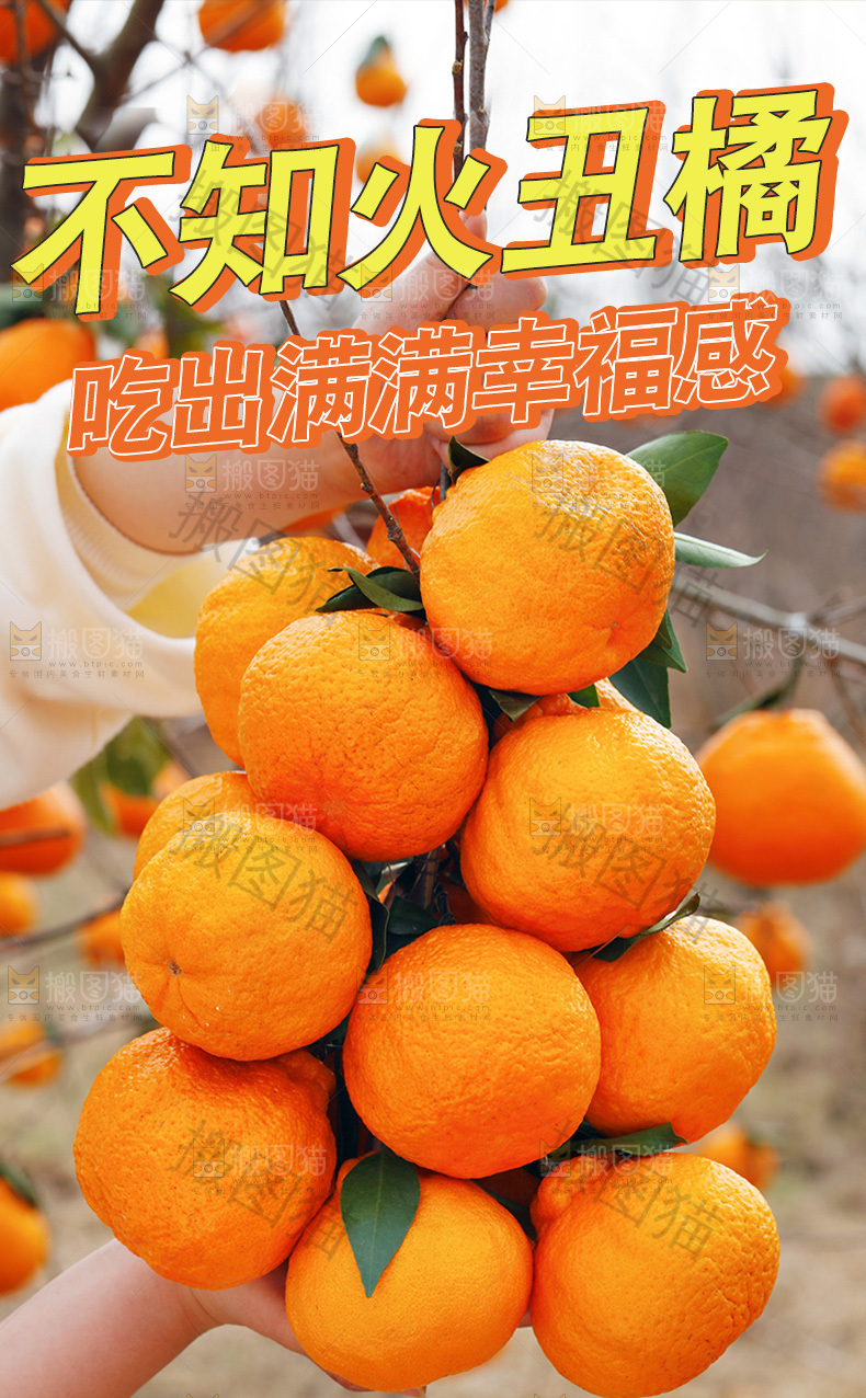 不知火丑橘详情页