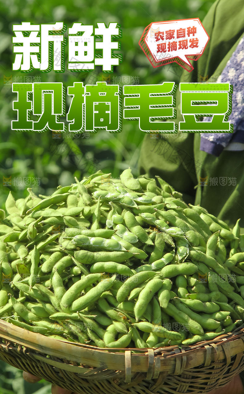 现摘毛豆详情页