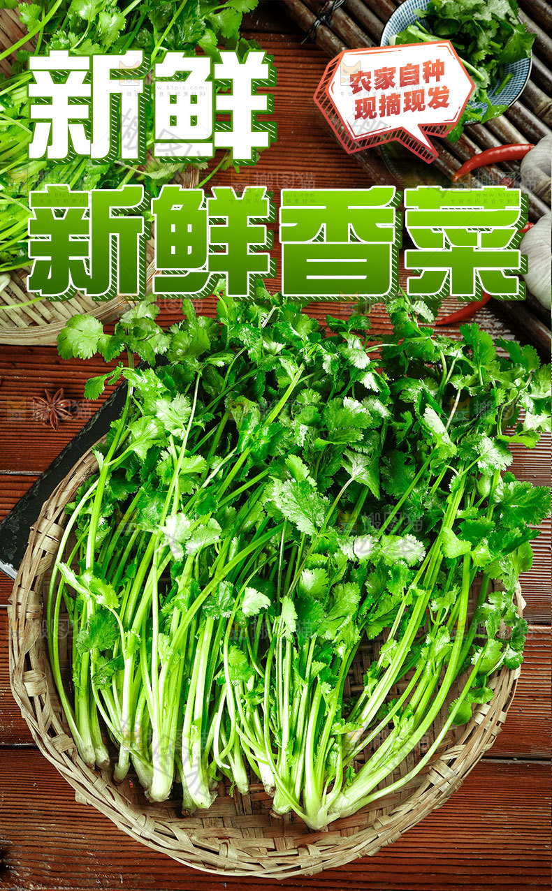 新鲜香菜详情页