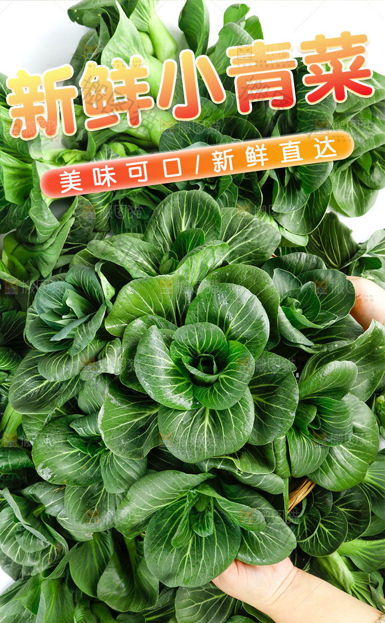 新鲜青菜详情页