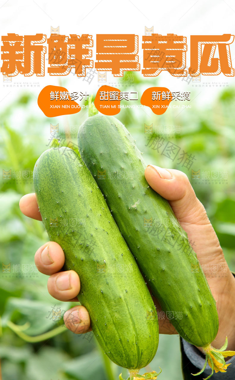 旱黄瓜详情页