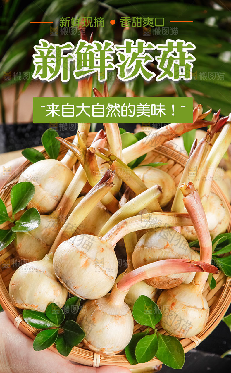 新鲜茨菇详情页设计