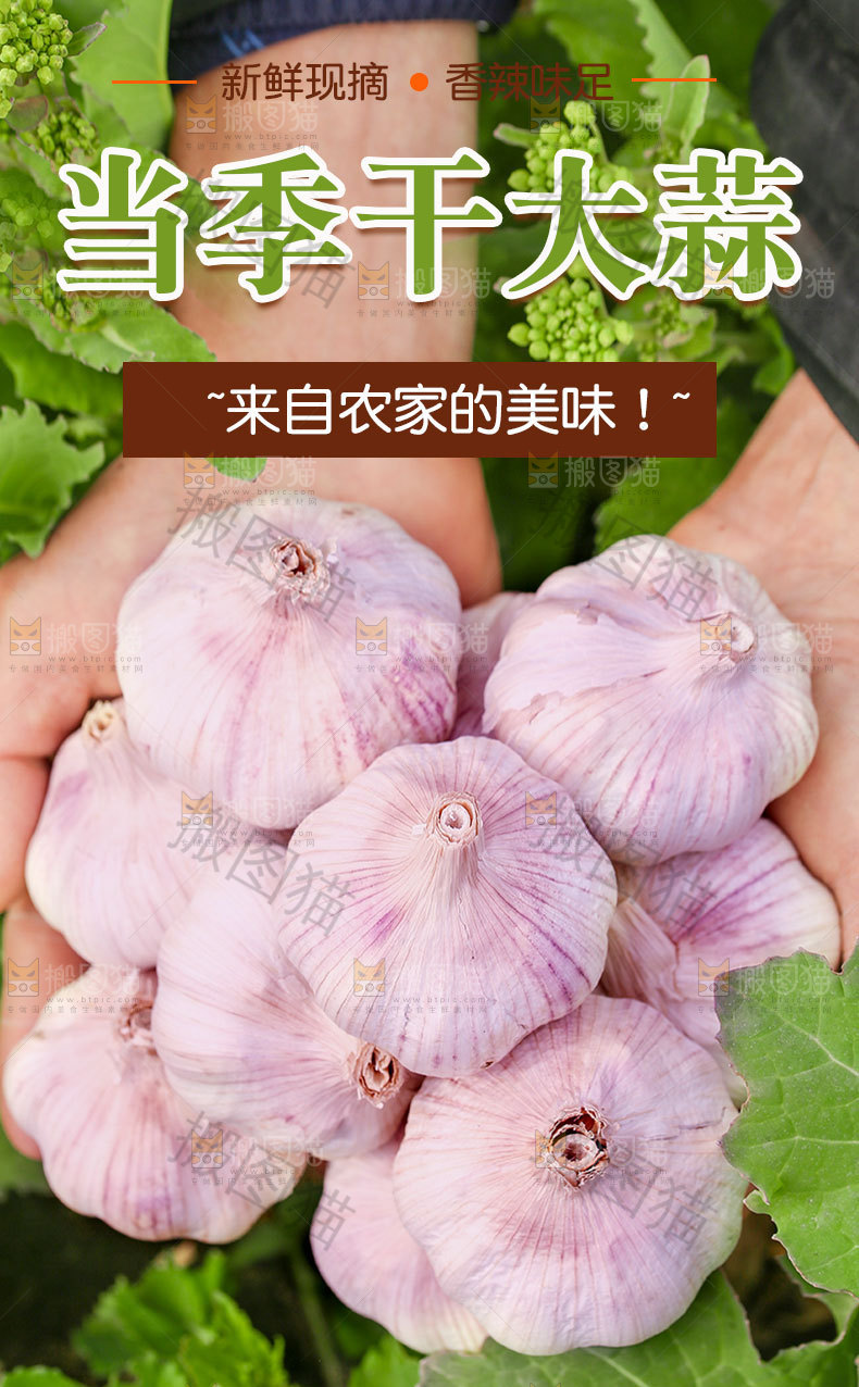 紫皮干大蒜详情页