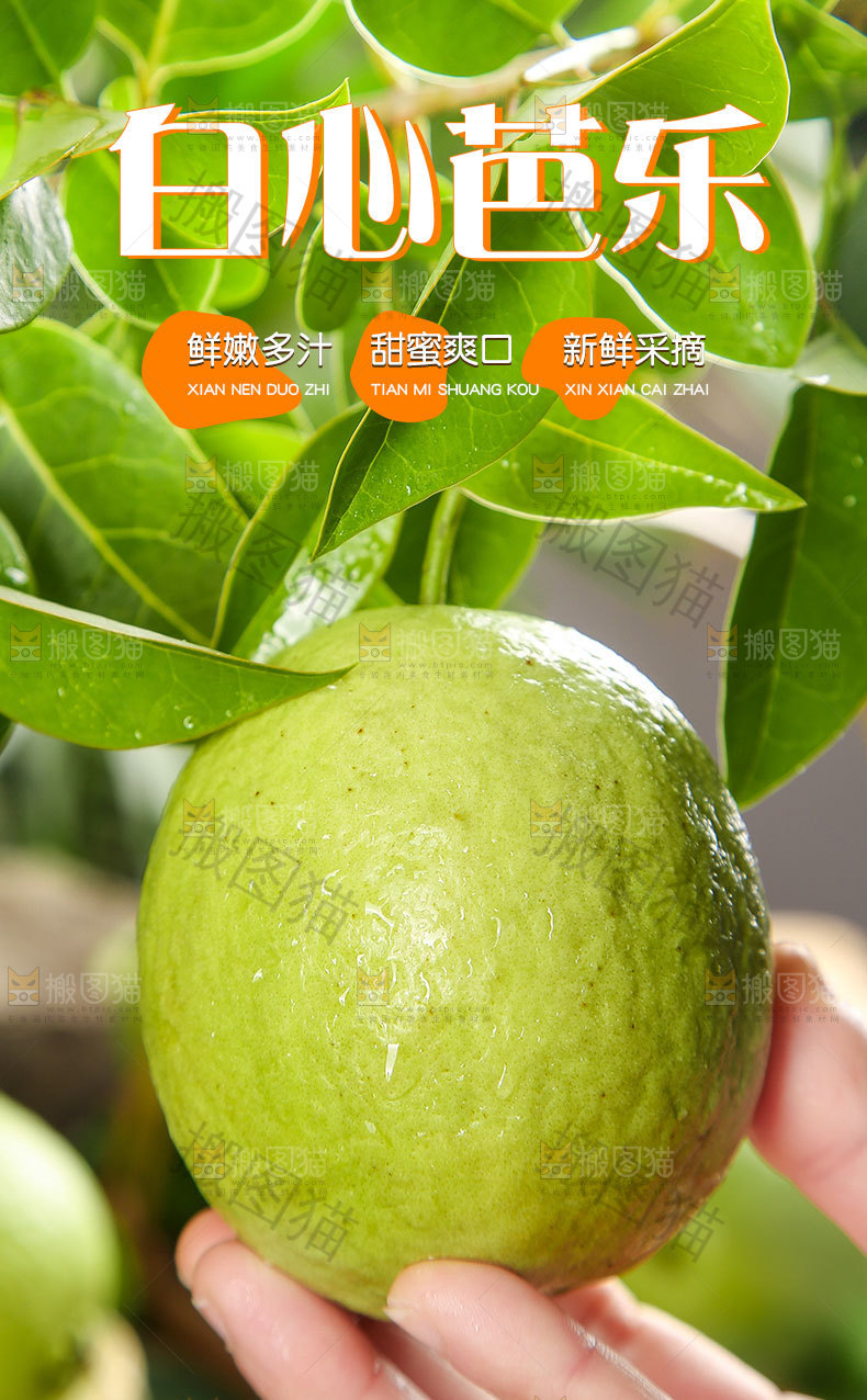 白心芭乐详情页