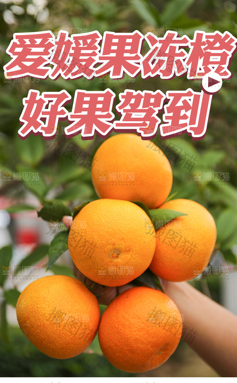 爱媛果冻橙详情页