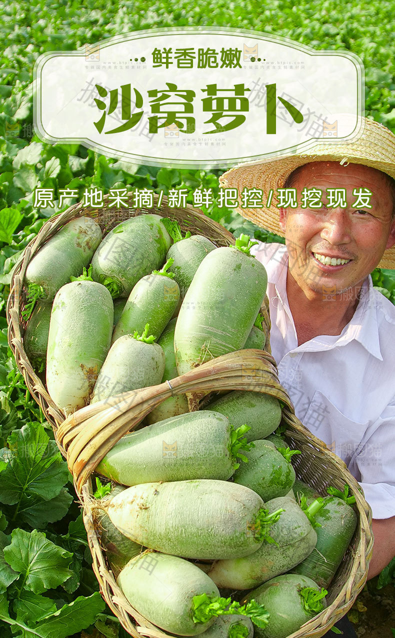 沙窝水果萝卜详情