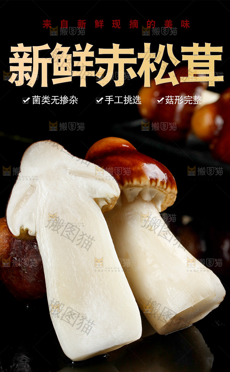 新鲜赤松茸详情页