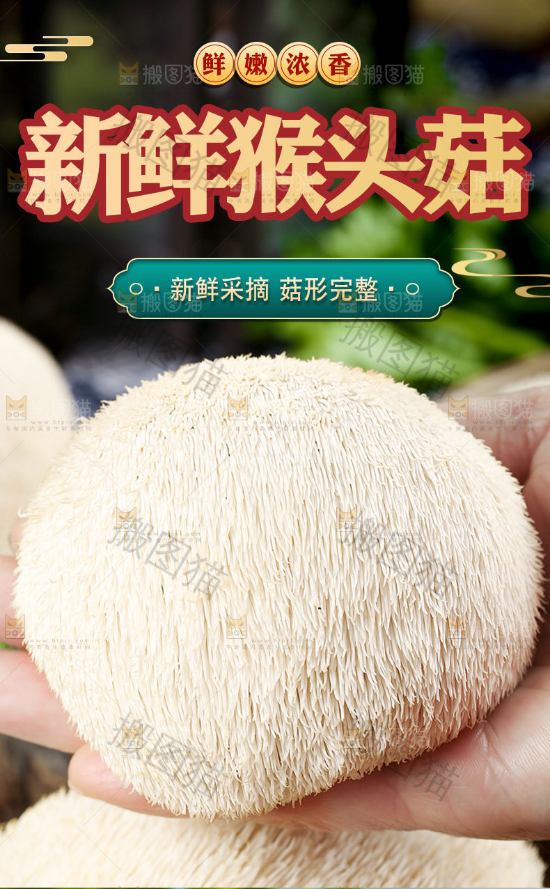 新鲜猴头菇详情