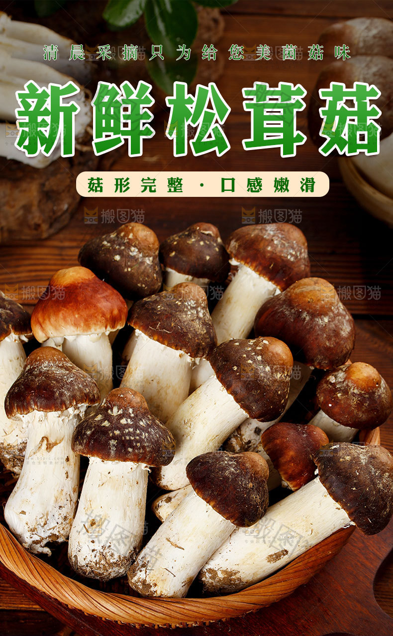 新鲜松茸详情页