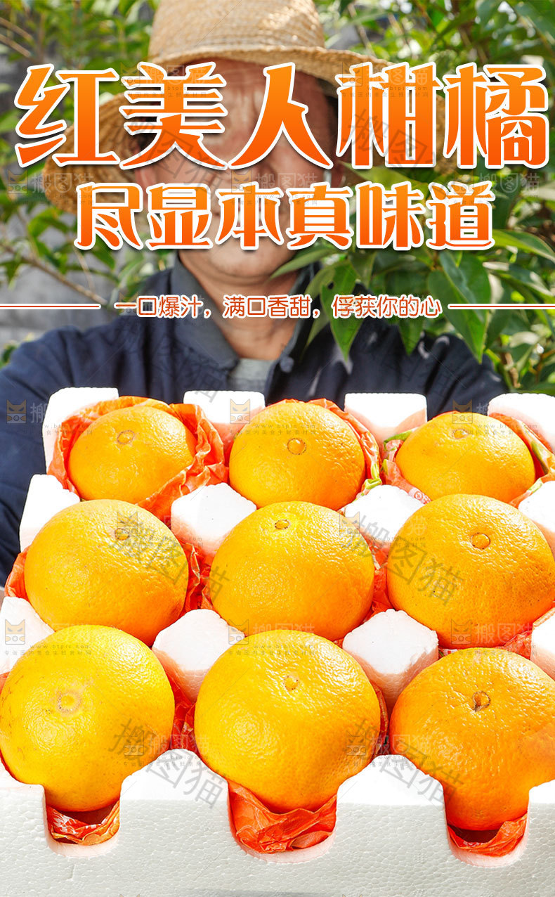 红美人柑橘详情