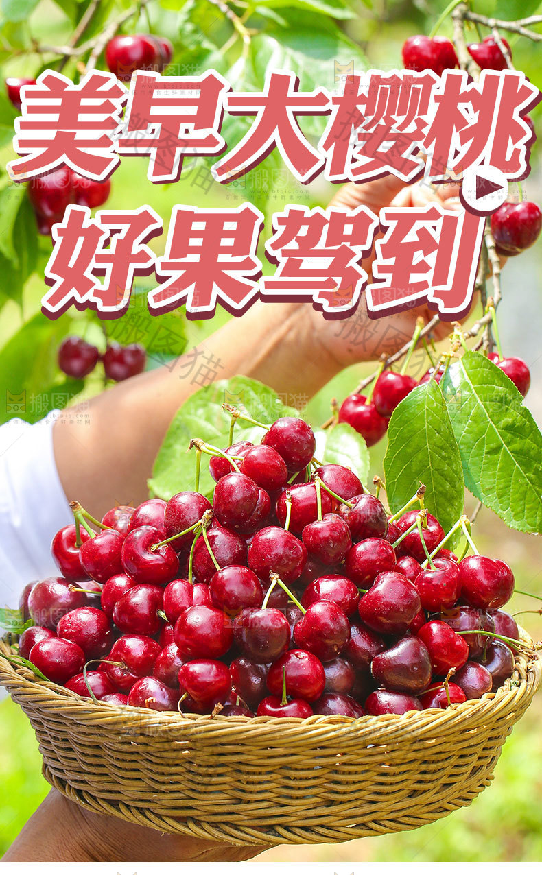 美早大樱桃详情页