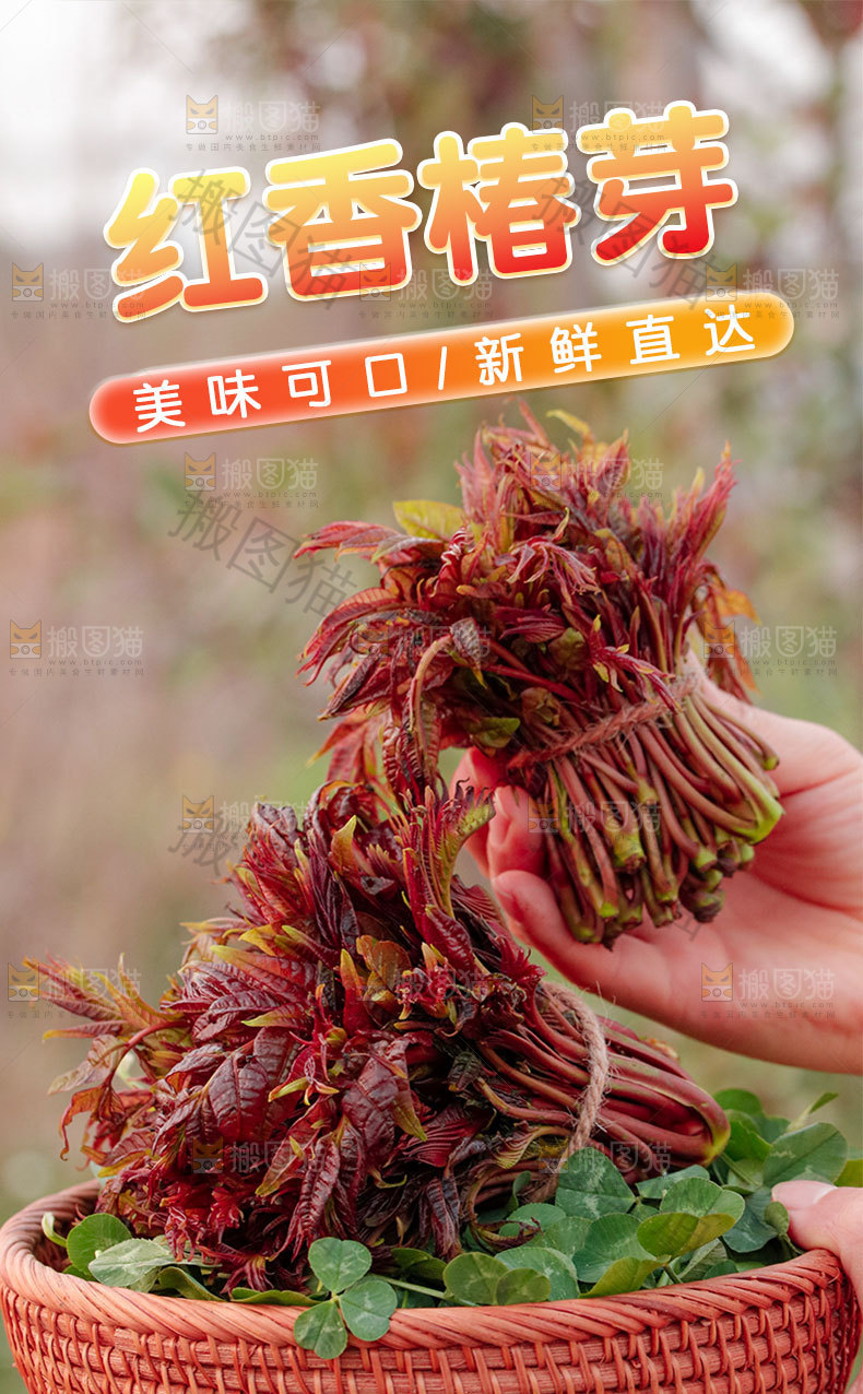 新鲜香椿芽详情页