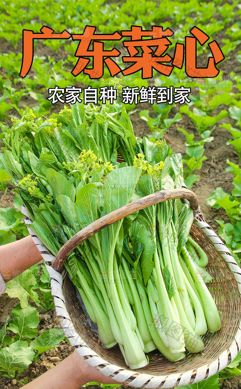 广东菜心详情页