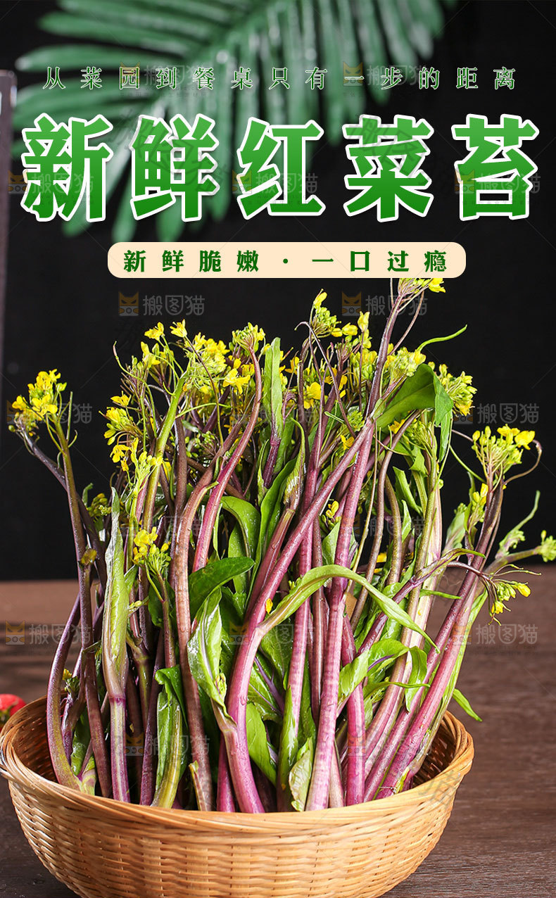 红菜苔详情页