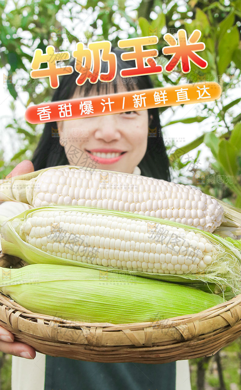 新鲜牛奶玉米详情