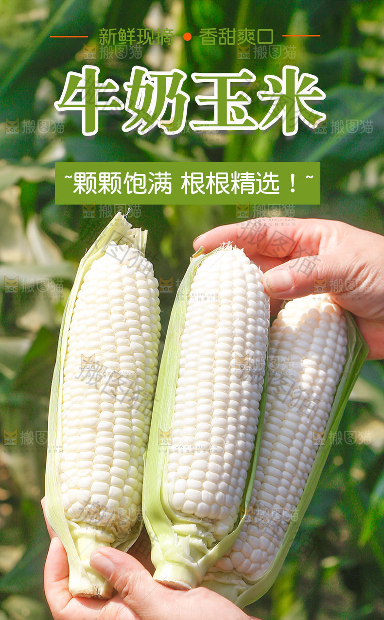牛奶甜玉米详情页