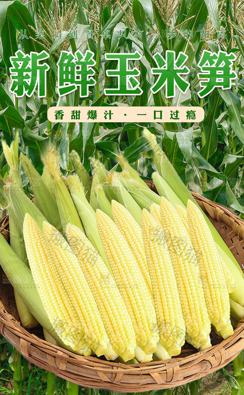 新鲜玉米笋详情页