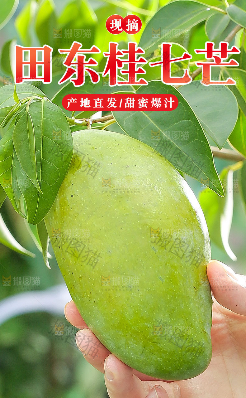 田东桂七芒详情页