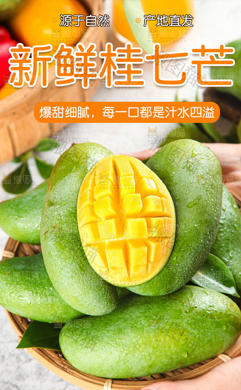新鲜桂七芒详情