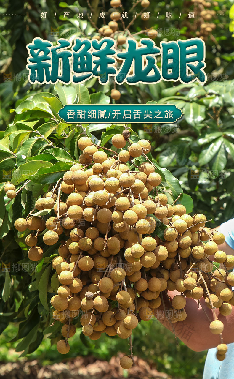 新鲜龙眼详情页