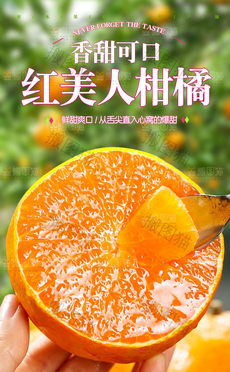 红美人柑橘详情页