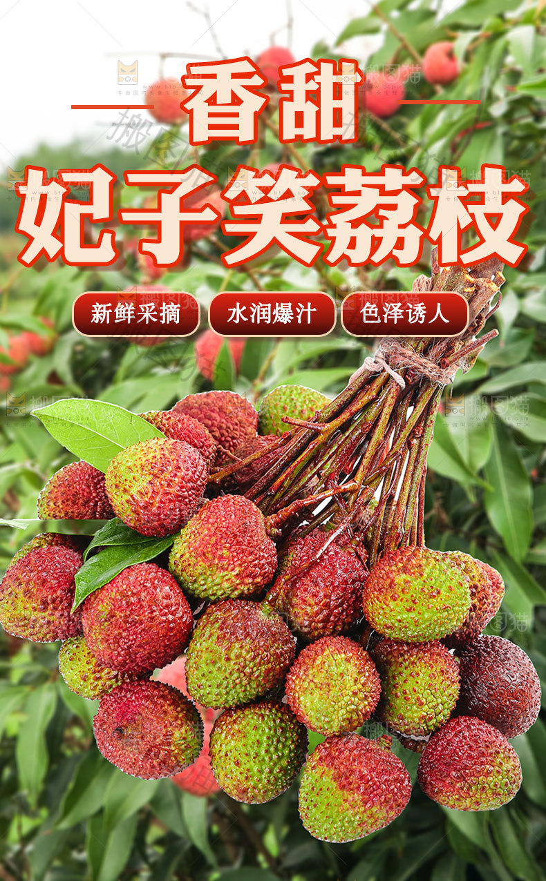 妃子笑荔枝详情页