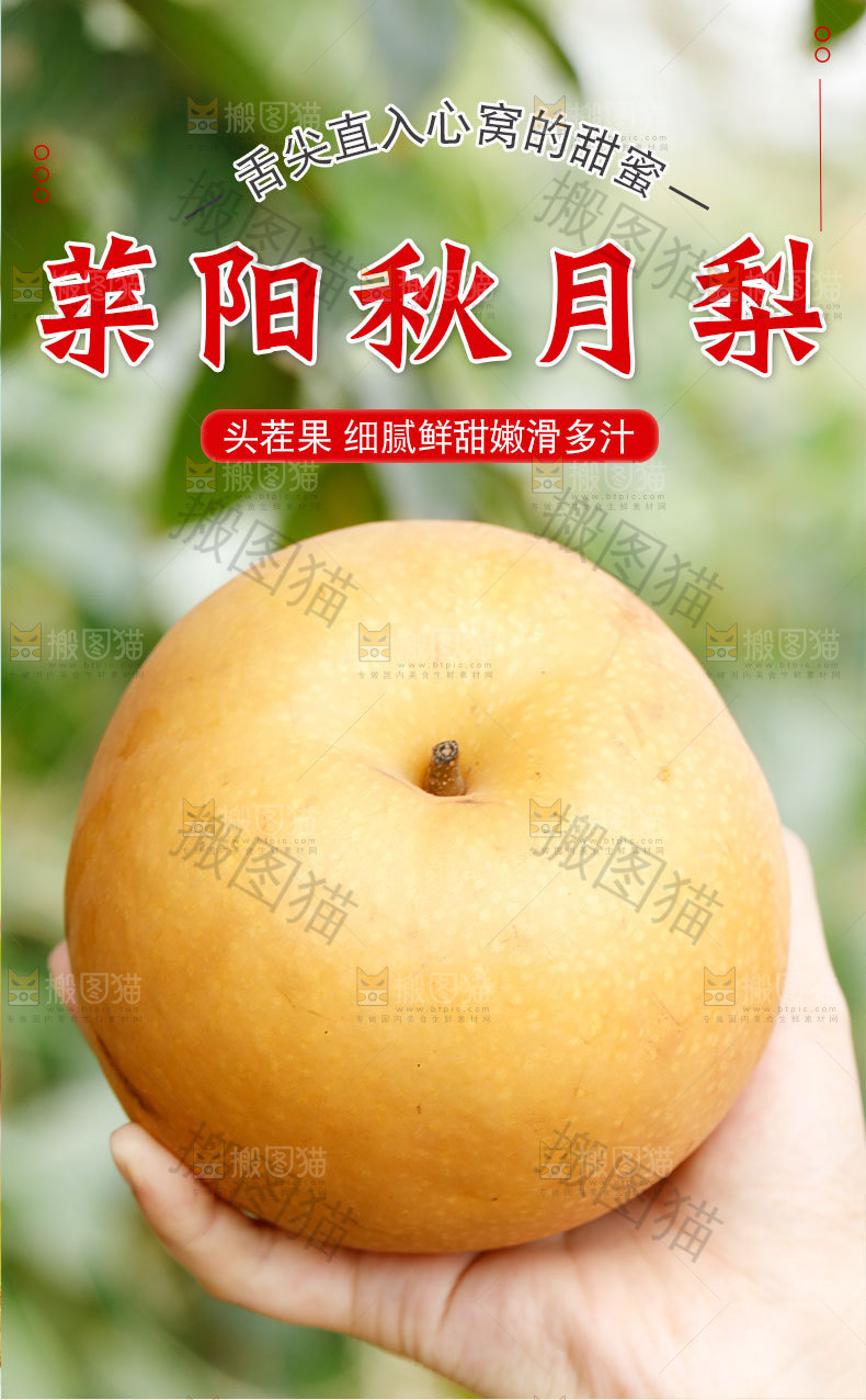 莱阳秋月梨详情页