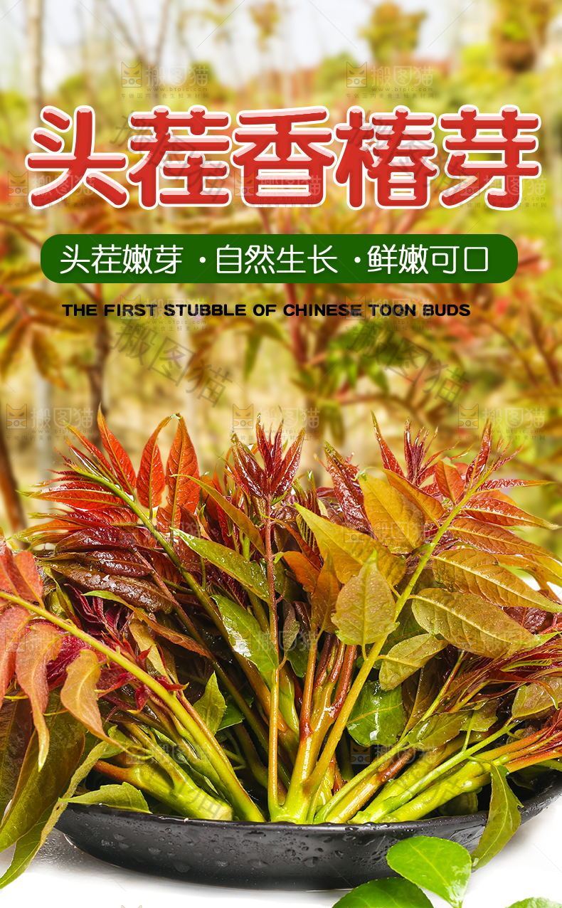头茬香椿芽详情页