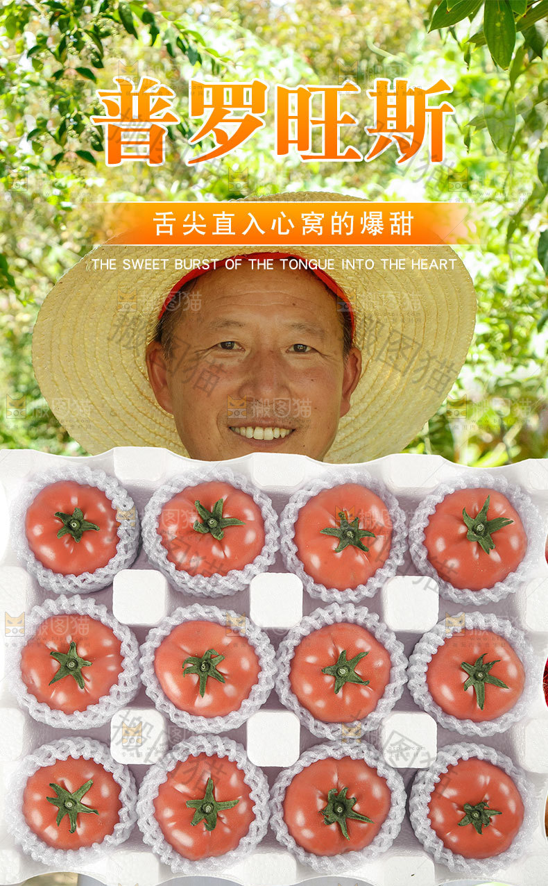 普罗旺斯西红柿详情页