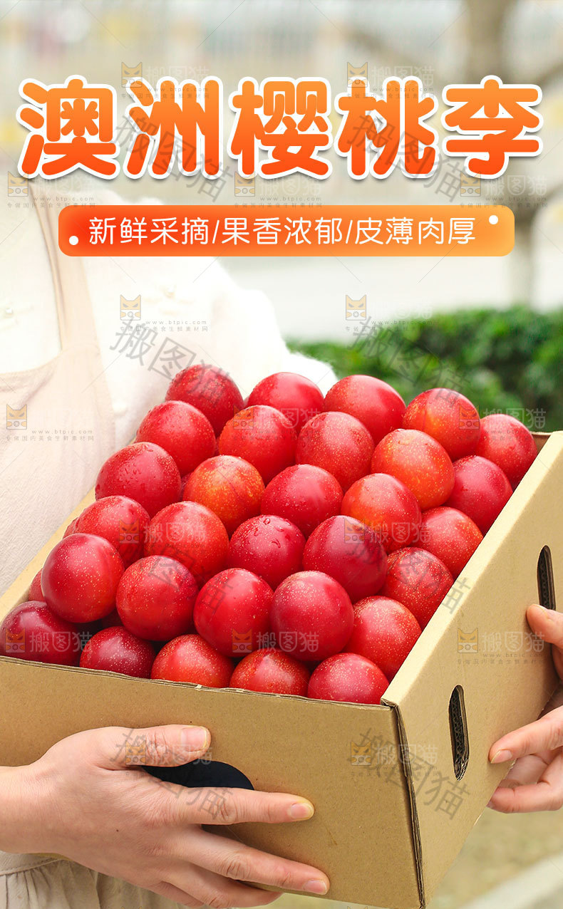 澳洲樱桃李详情页