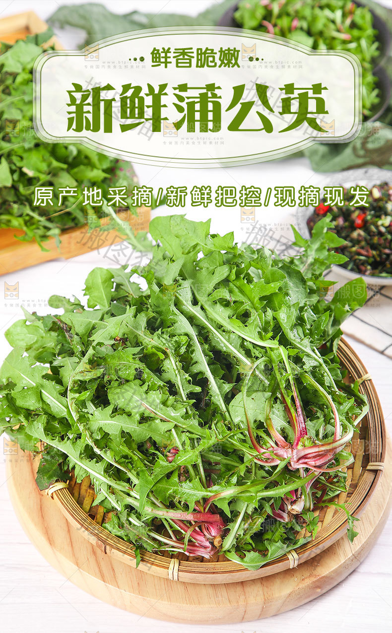 新鲜蒲公英详情页