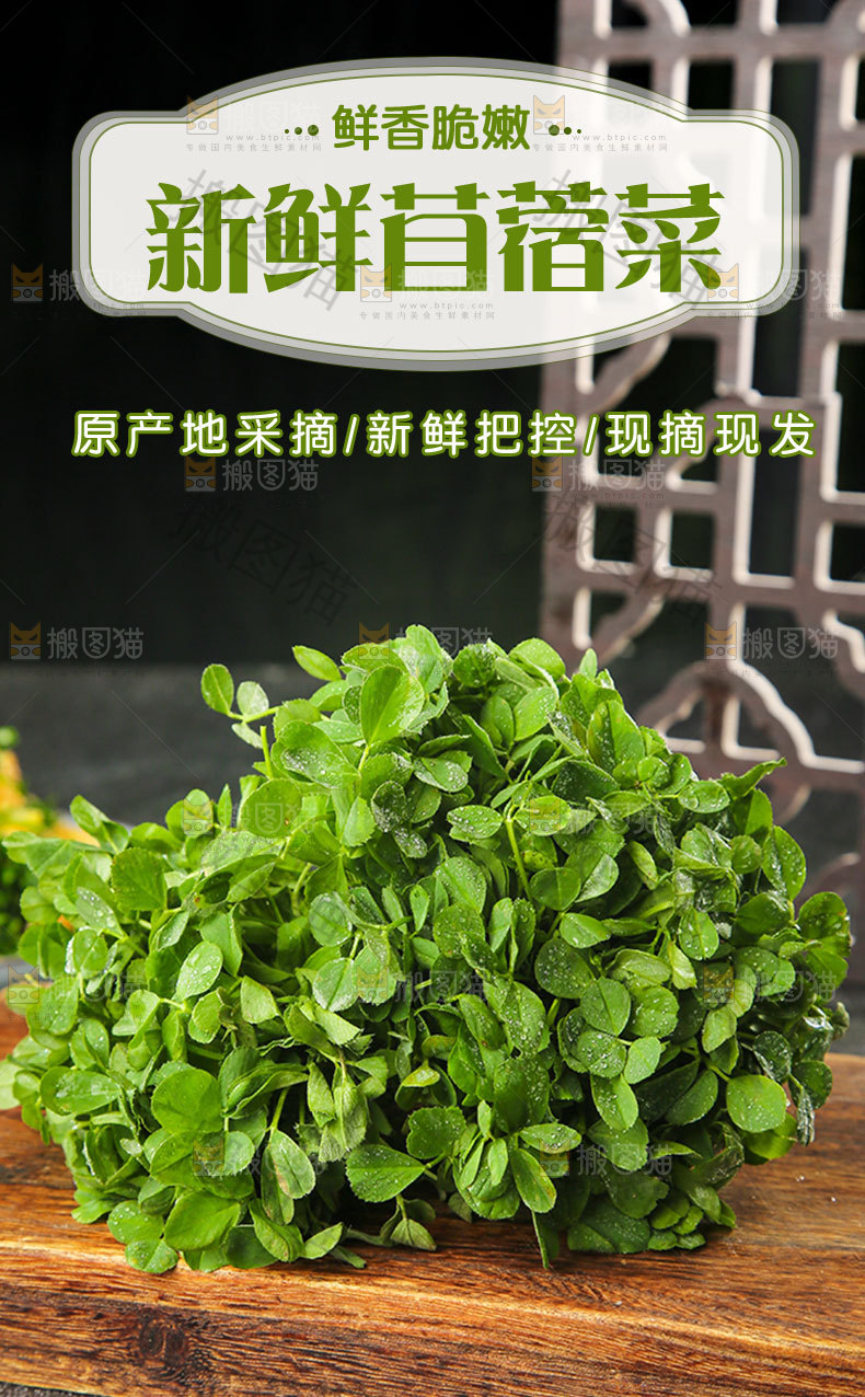 新鲜苜蓿菜详情页